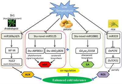 Frontiers | Roles Of MicroRNAs In Abiotic Stress Response And ...